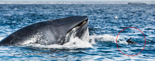 Vídeo chocante mostra mergulhador quase sendo engolido por baleia na África do Sul