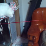 Vídeo de gatinho importunando outro felino com vara de pesca faz sucesso na web