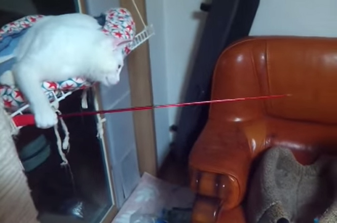 Vídeo de gatinho importunando outro felino com vara de pesca faz sucesso na web