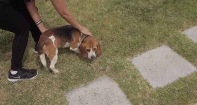 Vídeo faz sucesso ao mostrar cães Beagle livres pela primeira vez ao serem retirados de gaiolas de laboratório