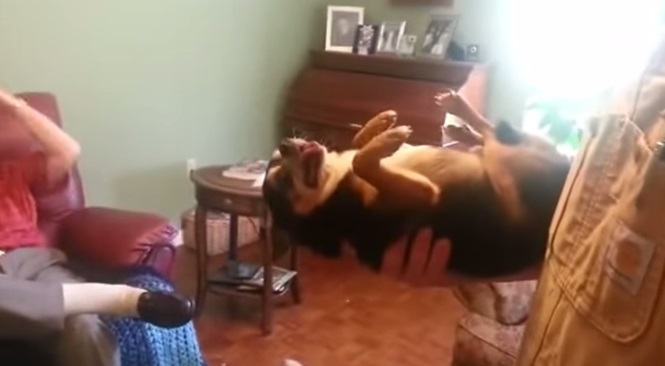 Vídeo faz sucesso ao mostrar cãozinho se fingindo de morto quando é pego por alguém