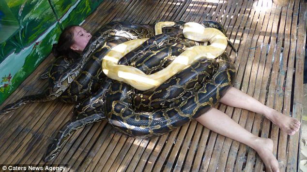 Zoológico oferece massagem colocando 4 cobras pítons mortais em cima de clientes corajosos