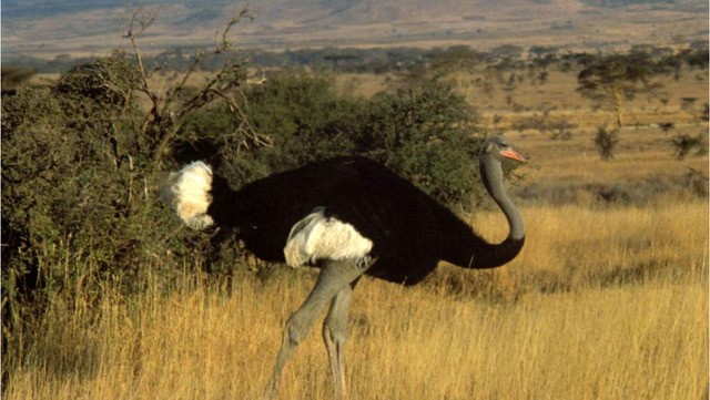 Avestruz-somali