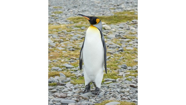 Pinguin-rei